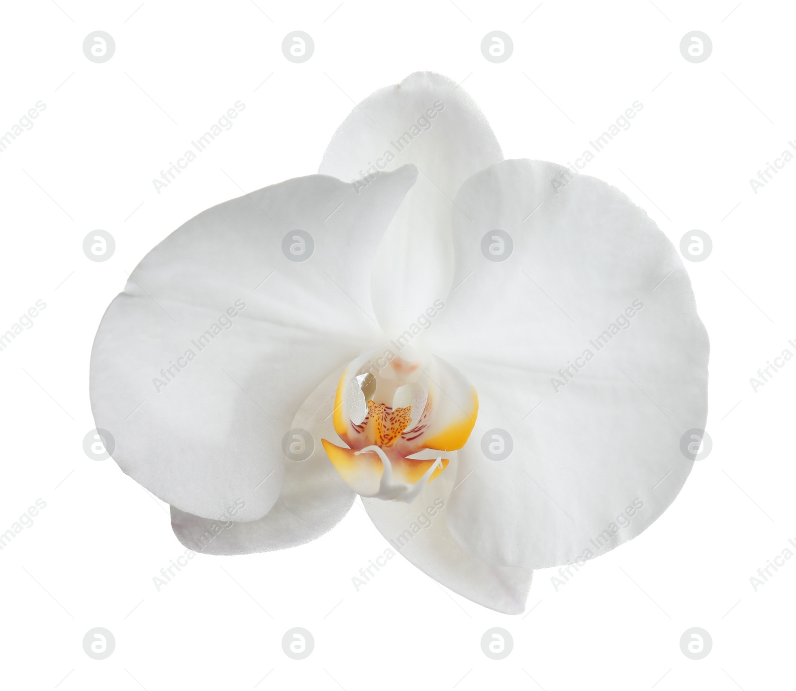 Photo of Beautiful tropical orchid flower on white background