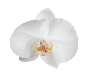 Photo of Beautiful tropical orchid flower on white background