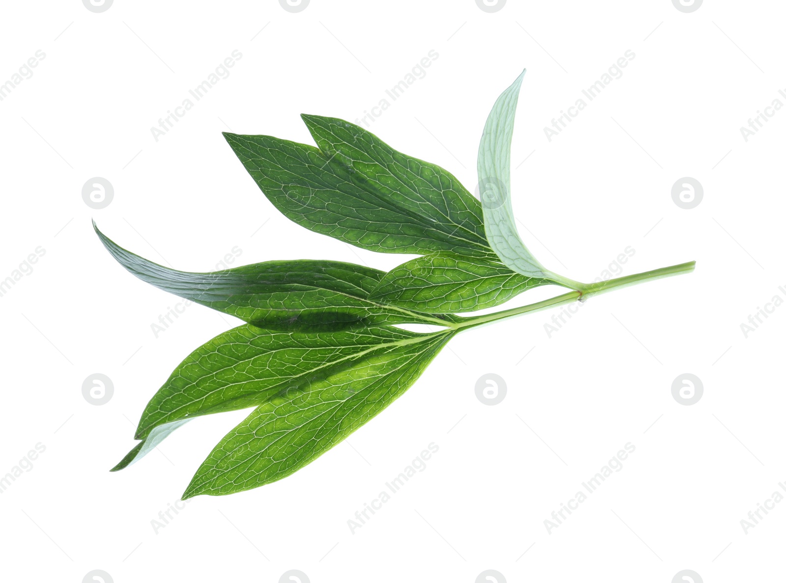 Photo of Fresh leaves of peony plant isolated on white