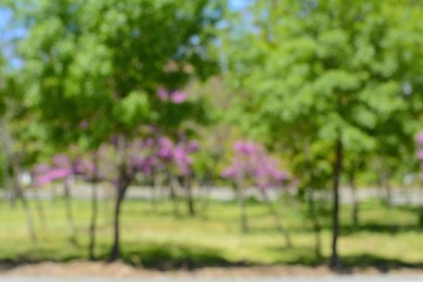 Park with trees on sunny day, blurred view. Bokeh effect