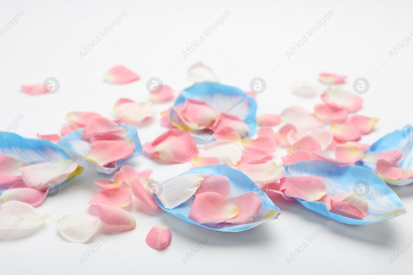 Photo of Pile of beautiful petals on white background