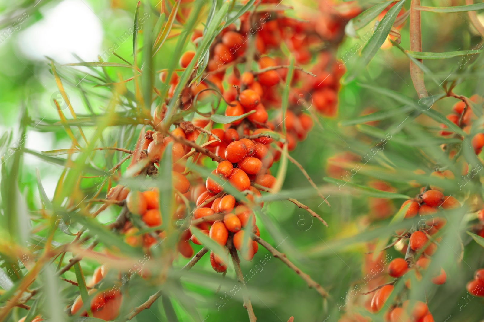 Photo of Sea buckthorn shrub with ripe berries outdoors, closeup