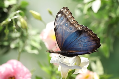 Photo of Beautiful common morpho butterfly on white flower in garden