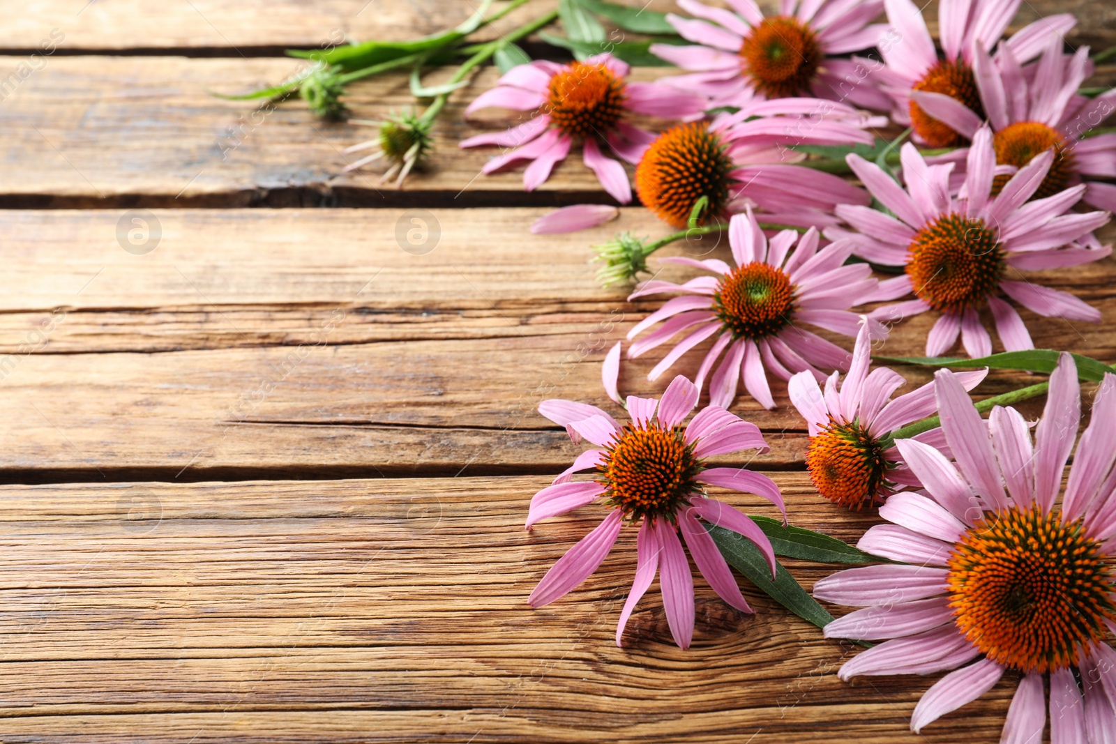 Photo of Beautiful blooming echinacea flowers on wooden table. Space for text