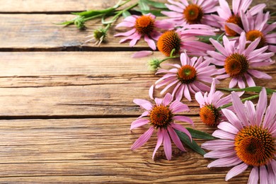 Photo of Beautiful blooming echinacea flowers on wooden table. Space for text