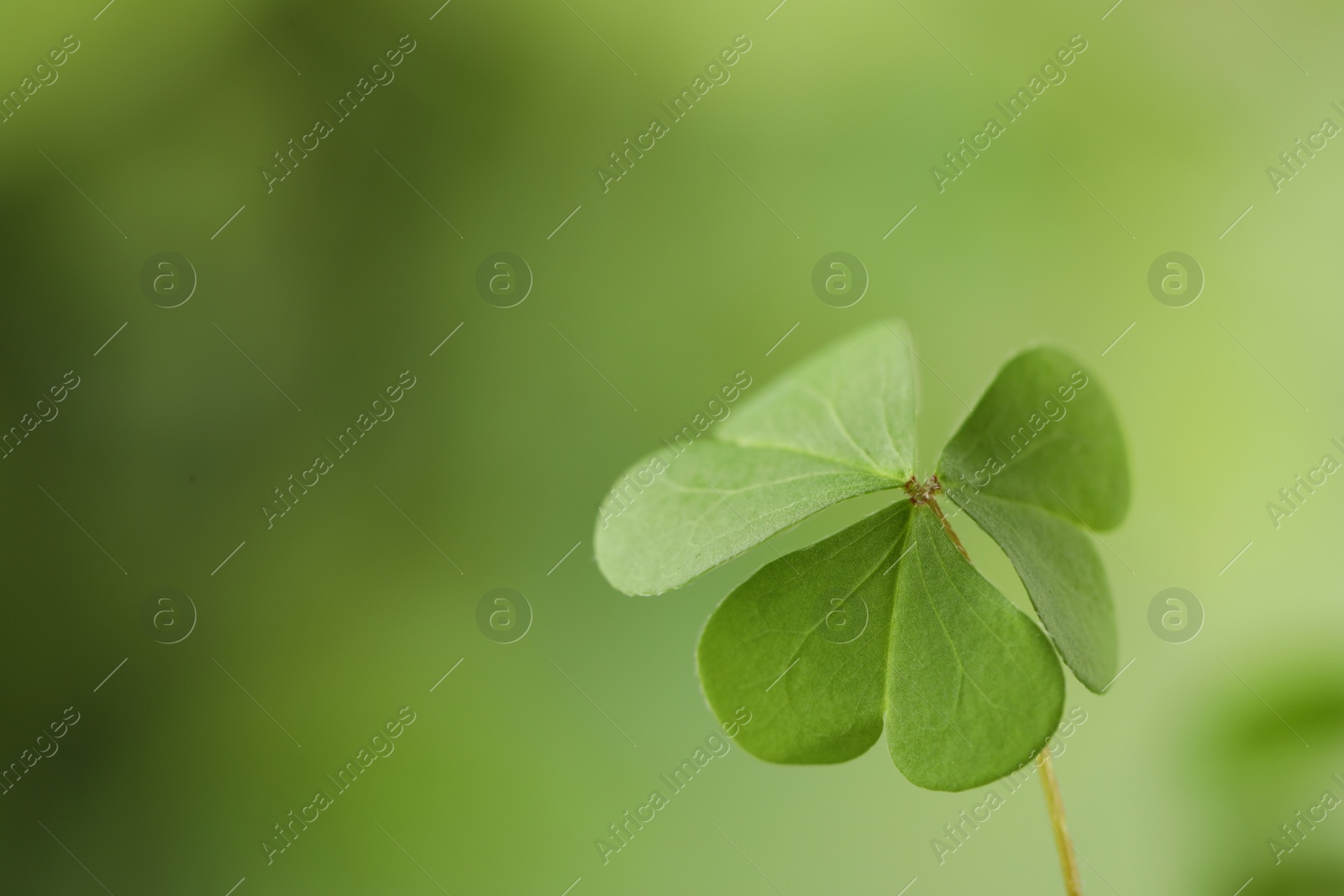 Photo of Clover leaf on blurred background, space for text. St. Patrick's Day symbol