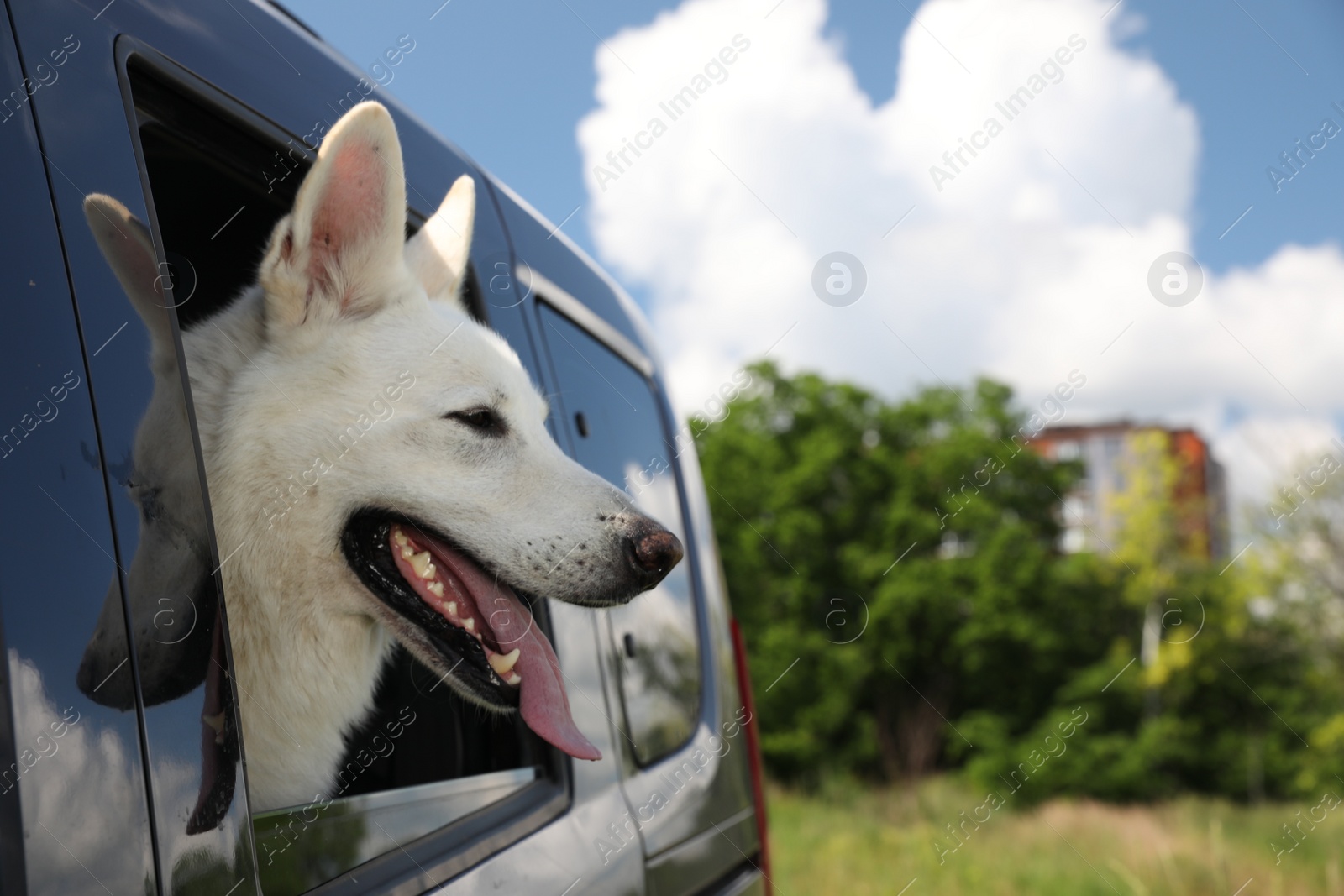 Photo of Cute white Swiss Shepherd dog peeking out car window. Space for text