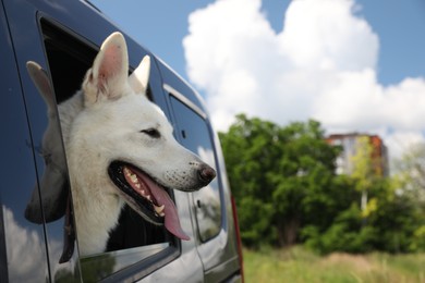 Cute white Swiss Shepherd dog peeking out car window. Space for text