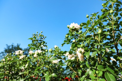 Photo of Green bush with beautiful roses in blooming garden on sunny day