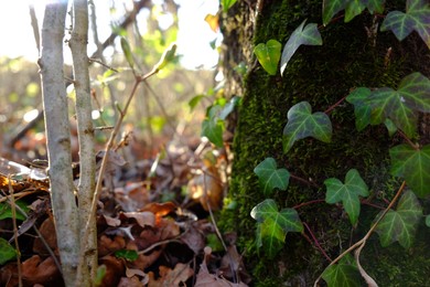 Photo of Green moss and ivy on tree outdoors on sunny day