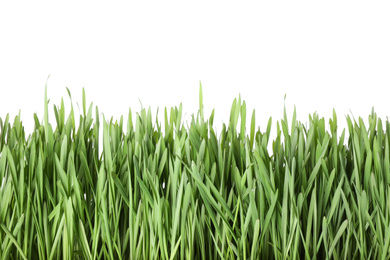 Photo of Fresh spring grass on white background, closeup