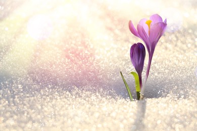 Image of Beautiful spring crocus flowers growing through snow outdoors on sunny day, space for text