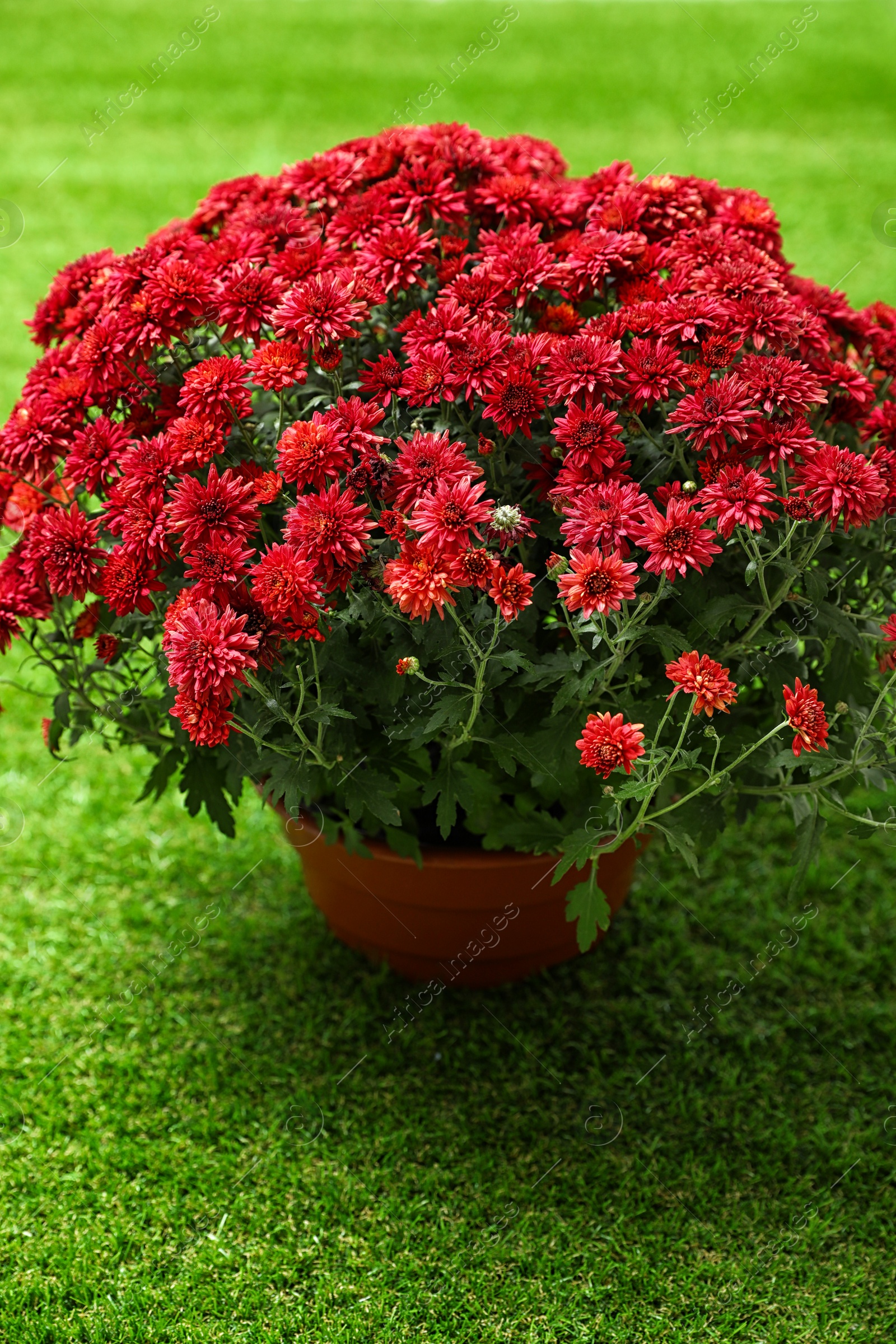Photo of Beautiful red chrysanthemum flowers on green grass