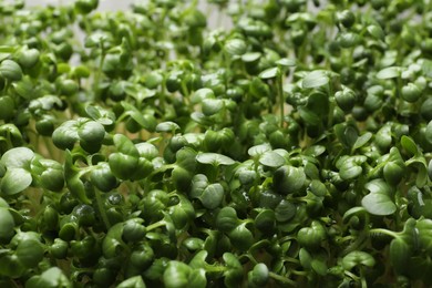 Photo of Sprouted arugula seeds as background, closeup view