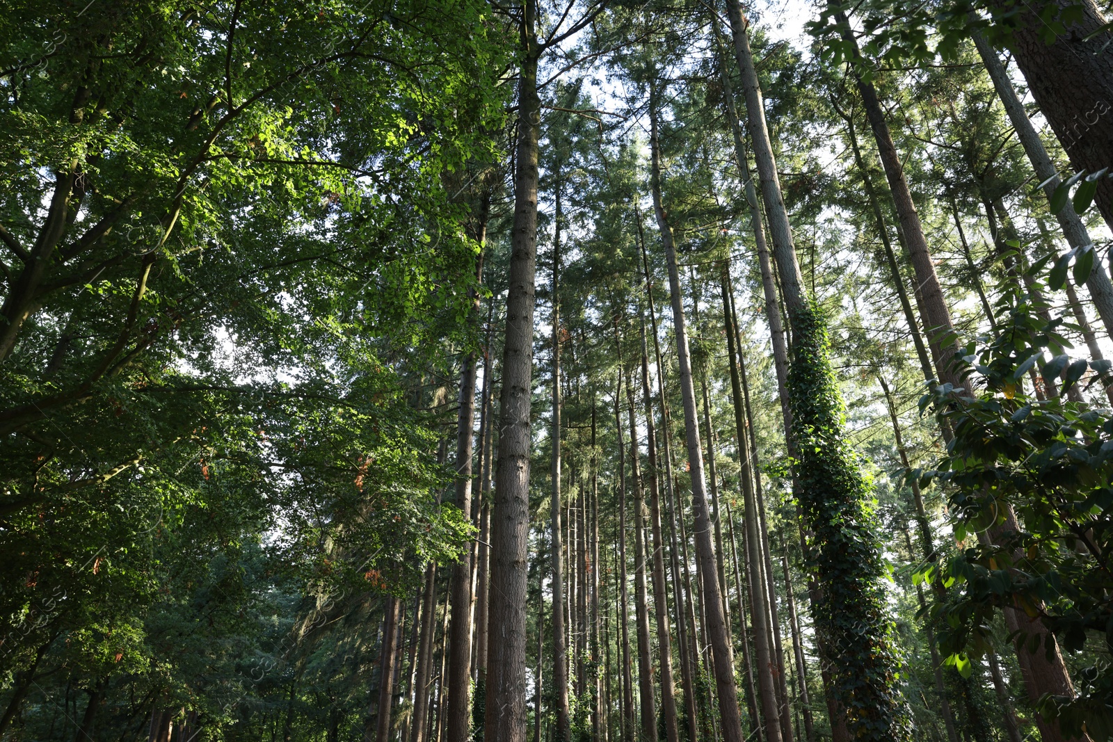 Photo of Beautiful green trees in forest, low angle view