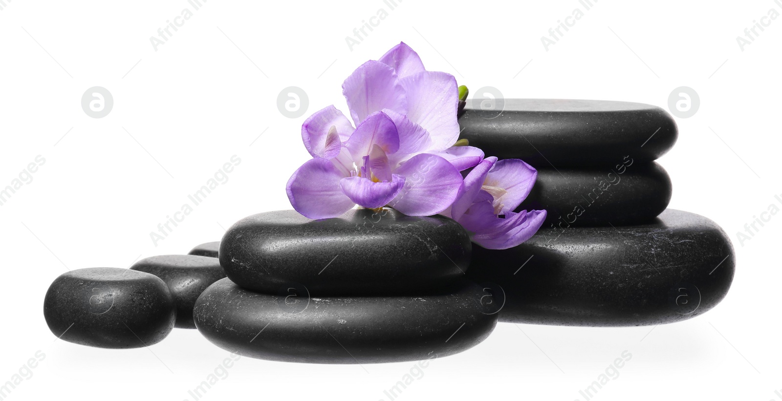 Photo of Beautiful violet freesia flowers and stones isolated on white