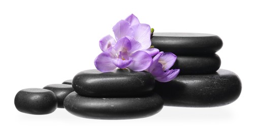 Photo of Beautiful violet freesia flowers and stones isolated on white