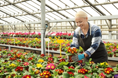 Photo of Mature woman taking care of blooming flowers in greenhouse. Home gardening