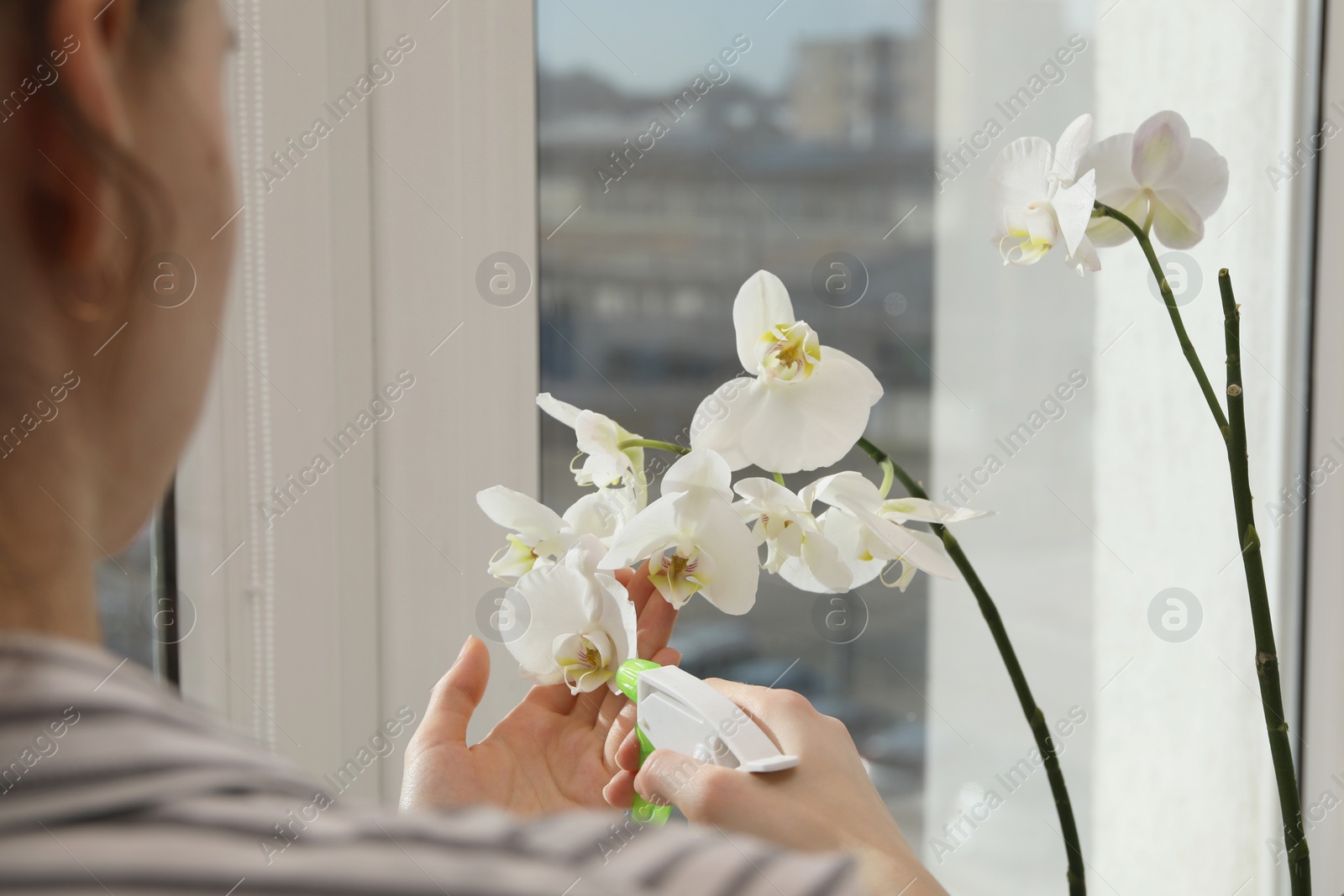 Photo of Woman spraying blooming white orchid flowers with water near window, closeup