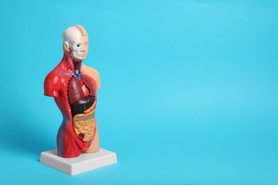 Photo of Human anatomy mannequin showing internal organs on light blue background. Space for text