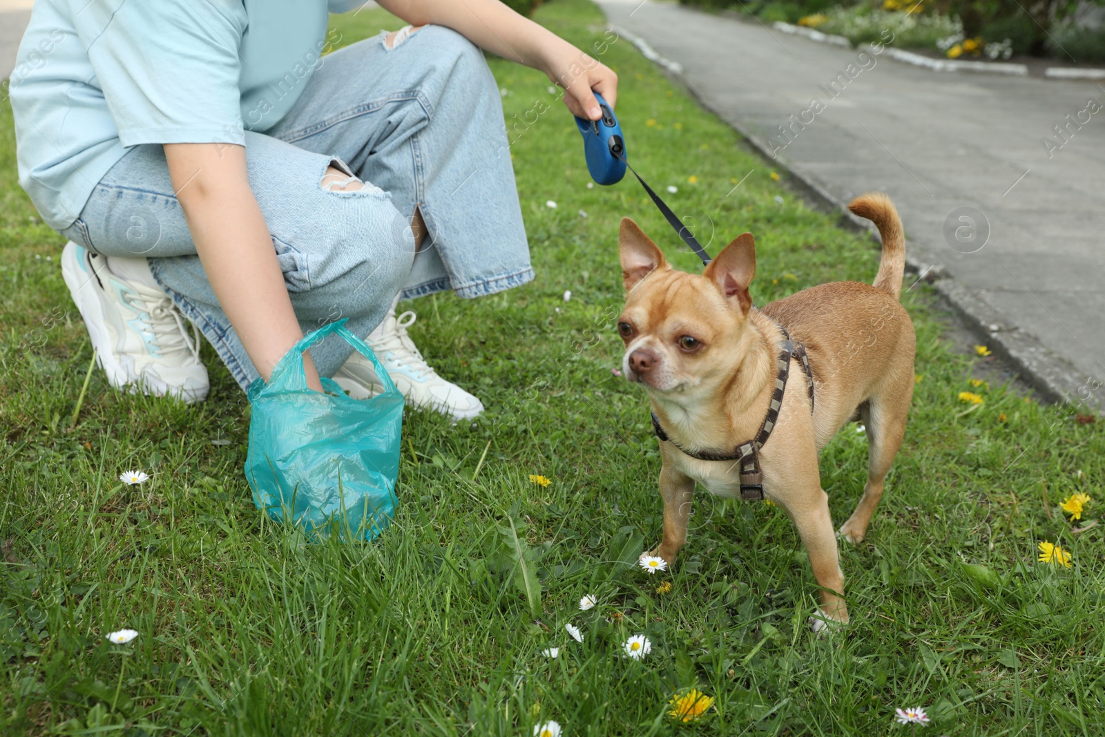 Photo of Woman picking up her dog's poop from green grass in park, closeup