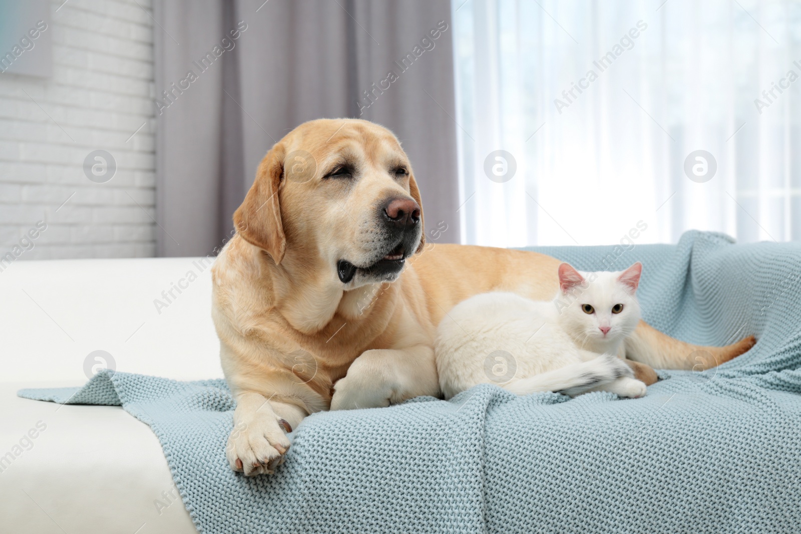 Photo of Adorable cat looking into camera and lying near dog on sofa indoors. Friends forever