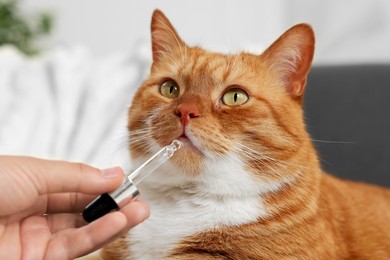 Photo of Woman giving vitamin tincture to cute cat indoors, closeup