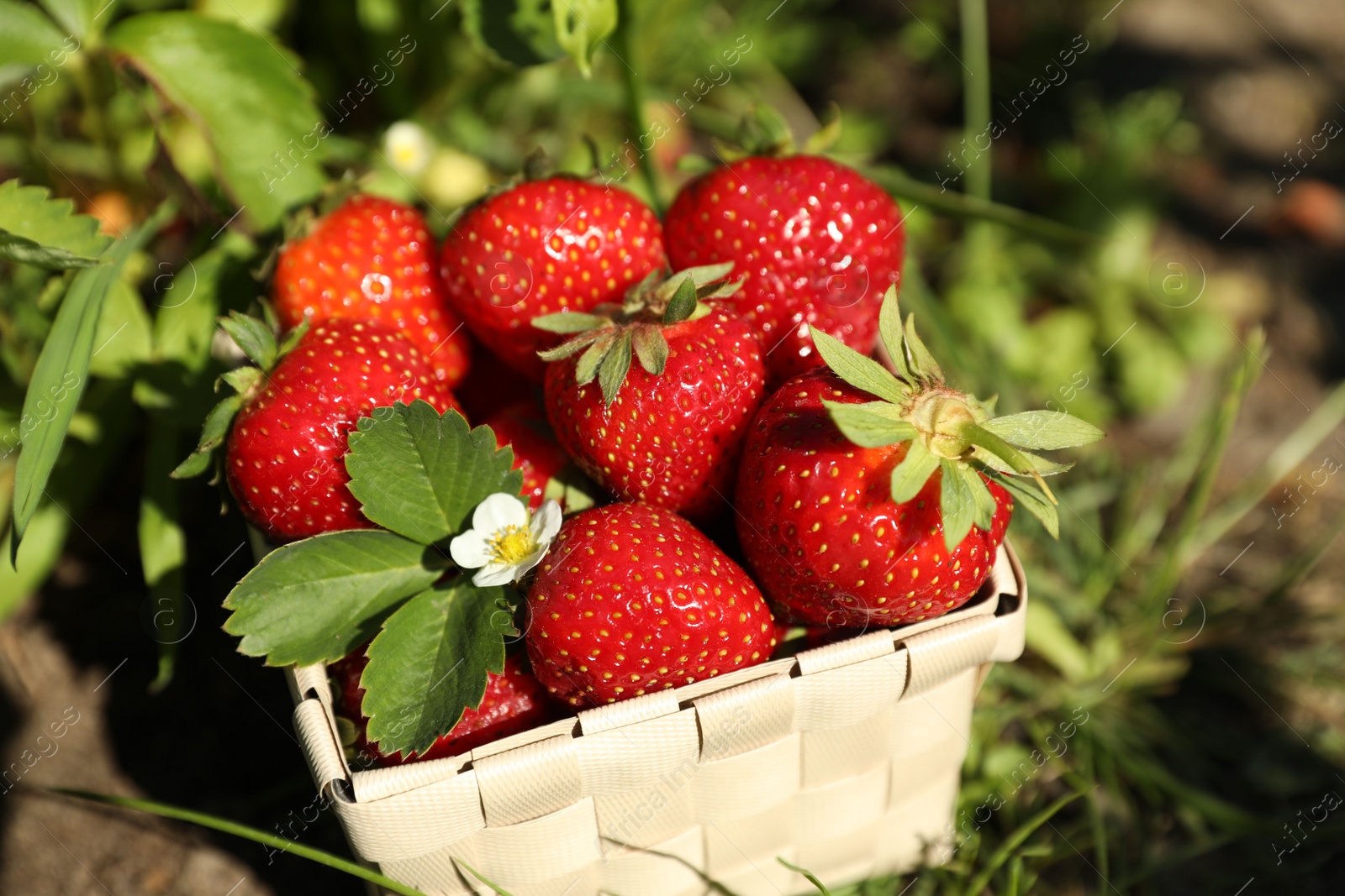 Photo of Basket of ripe strawberries in field on sunny day, closeup