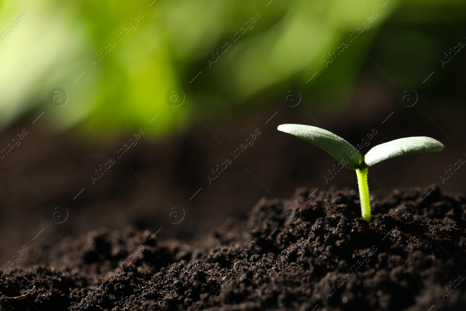 Photo of Young seedling growing in soil outdoors, closeup. Space for text