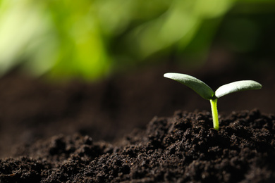 Young seedling growing in soil outdoors, closeup. Space for text