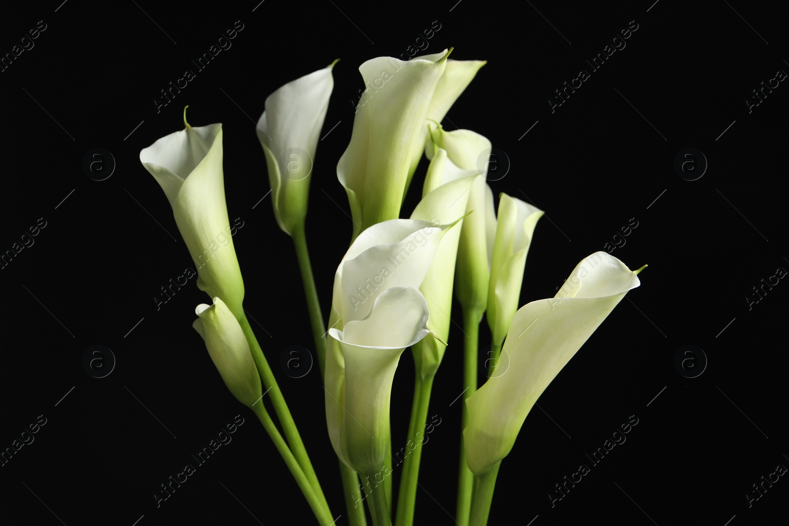 Photo of Beautiful calla lily flowers on black background