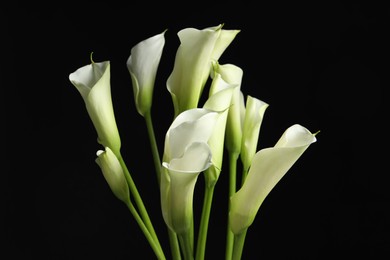 Beautiful calla lily flowers on black background