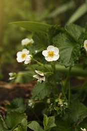 Photo of Beautiful strawberry plant with white flowers growing outdoors, closeup
