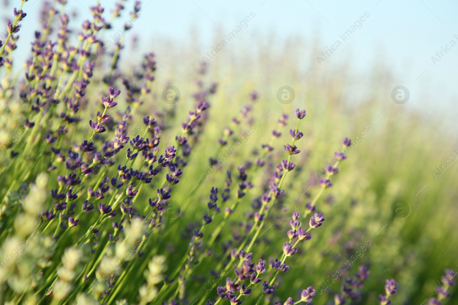 Photo of Beautiful blooming lavender growing in field, closeup. Space for text