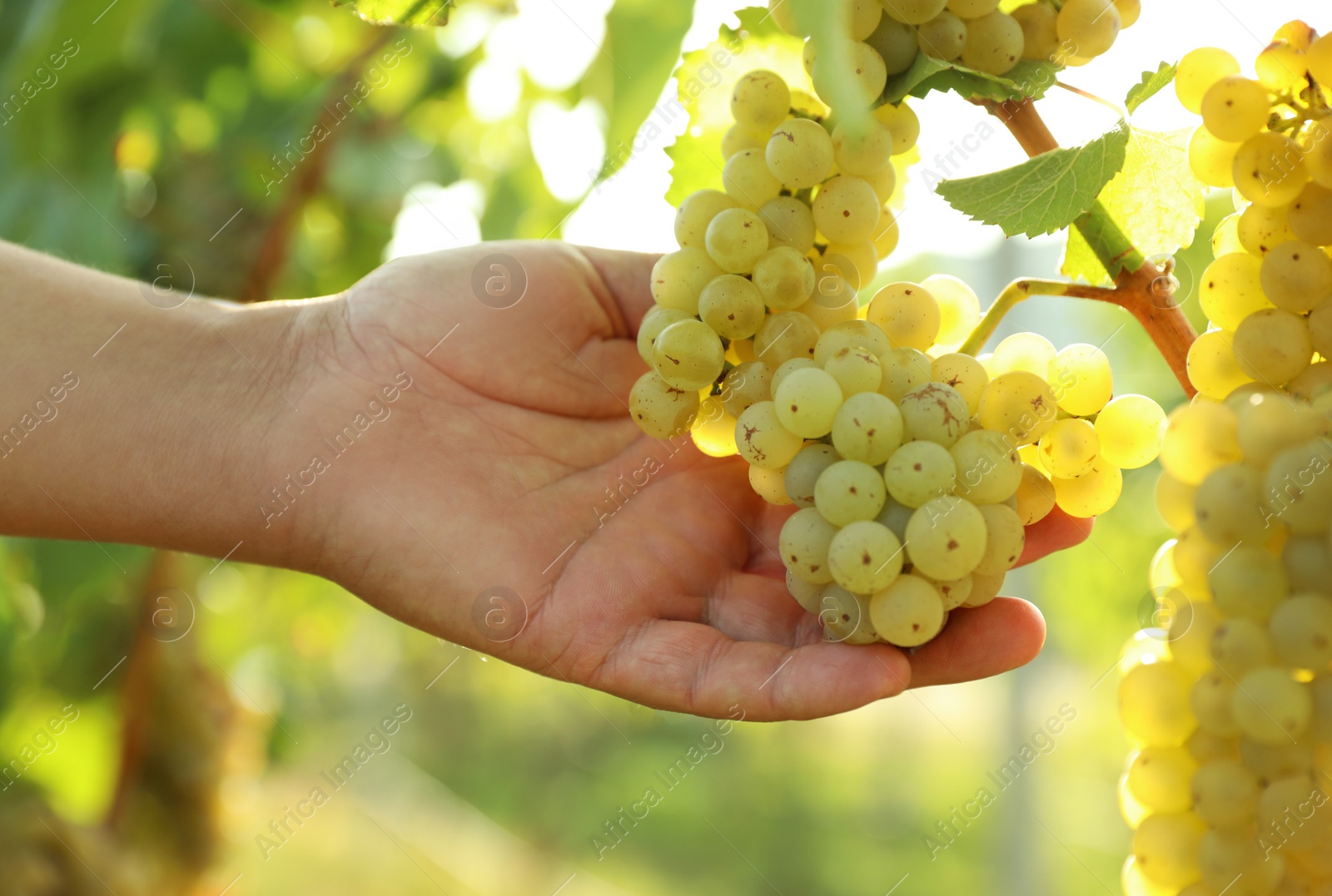 Photo of Man picking fresh ripe grapes in vineyard, closeup