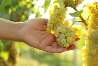 Photo of Man picking fresh ripe grapes in vineyard, closeup