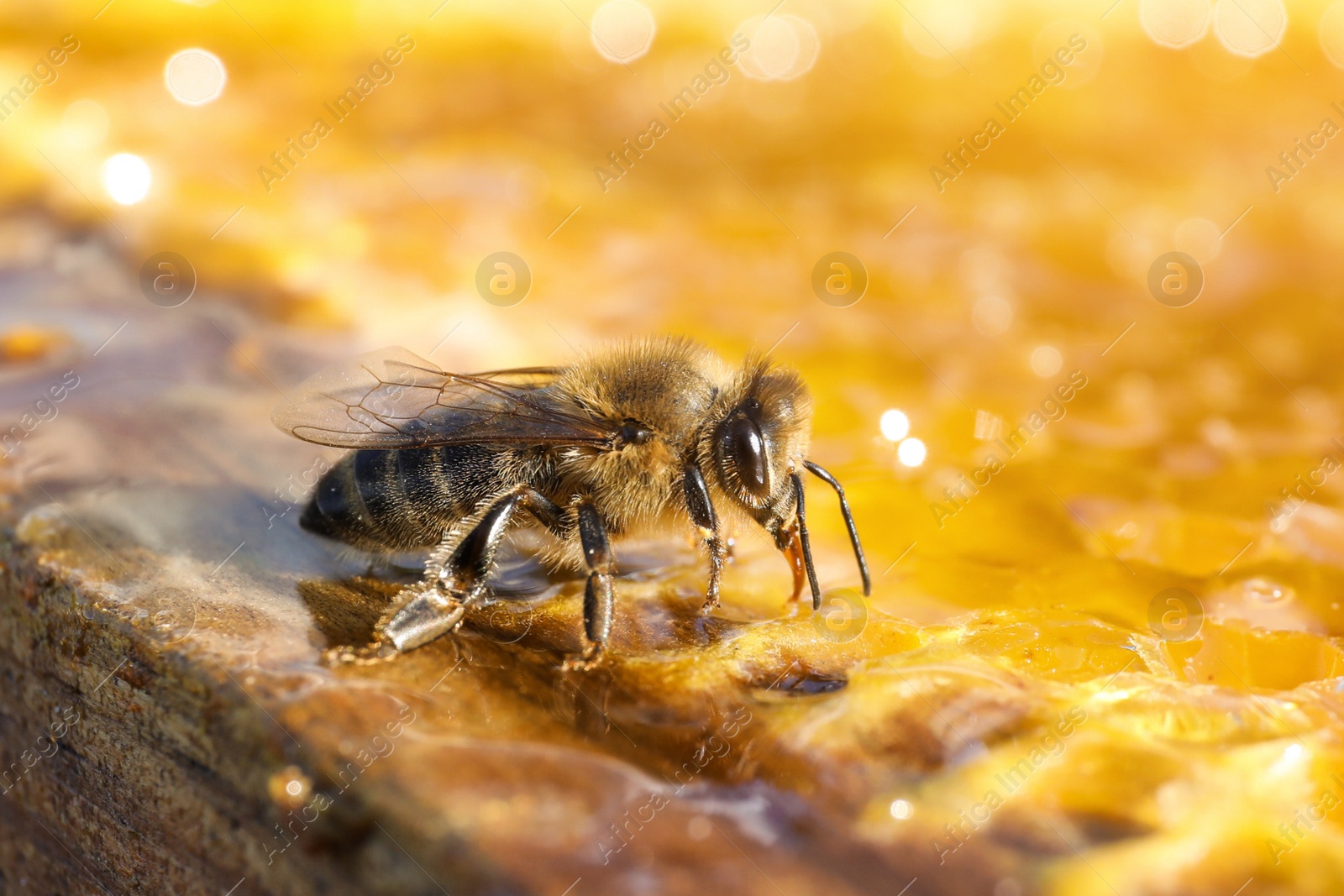 Photo of Closeup view of honeycomb frame with bee