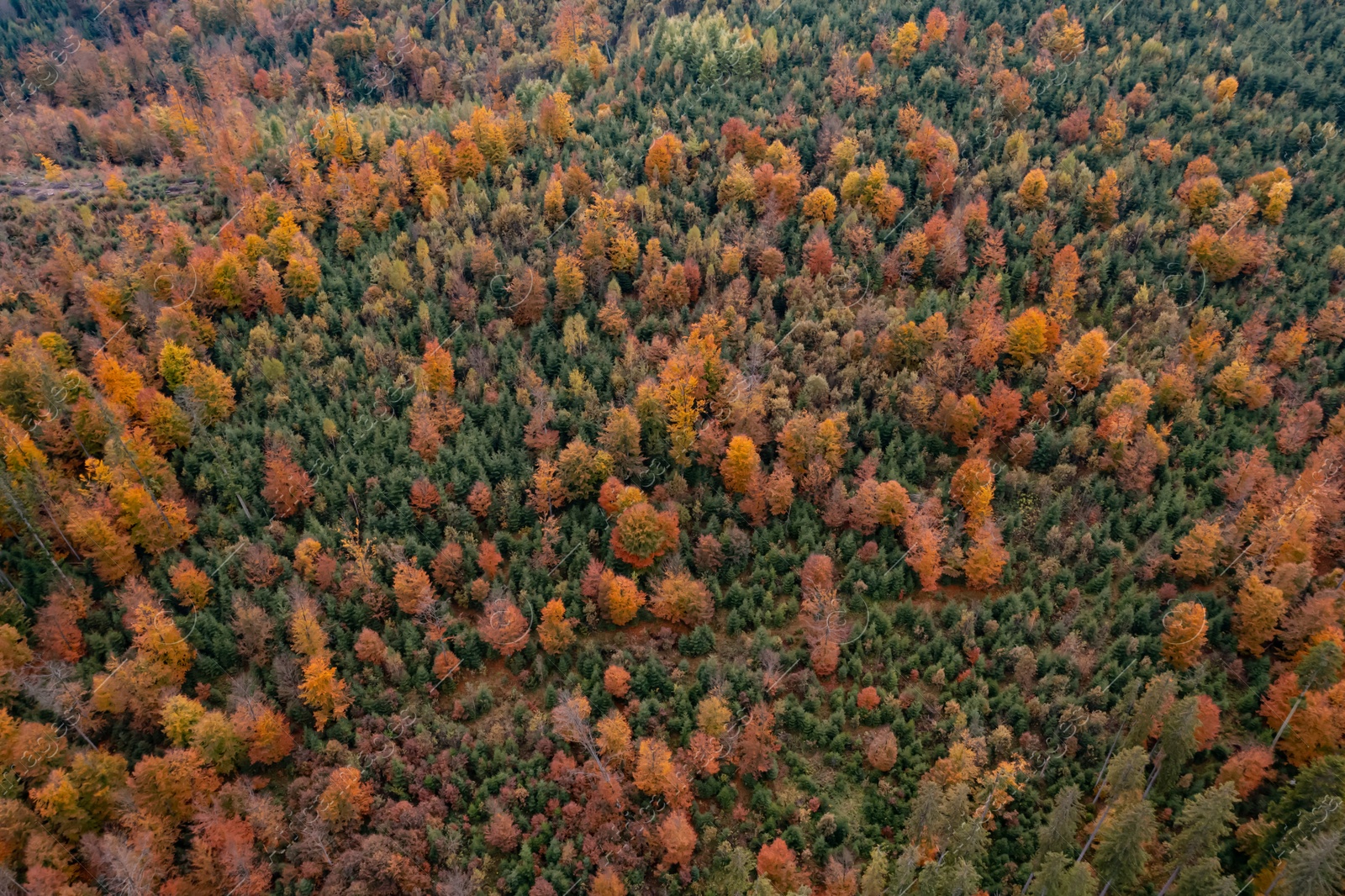 Image of Aerial view of beautiful forest on autumn day