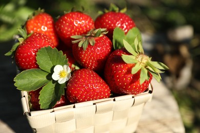 Photo of Basket of ripe strawberries outdoors on sunny day, closeup