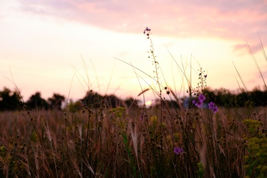 Photo of Beautiful meadow with wild flowers in twilight