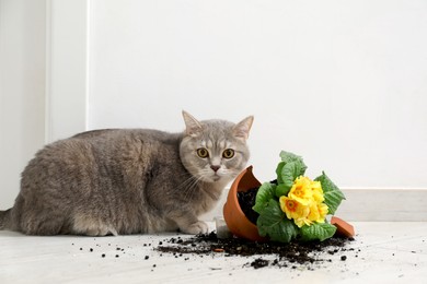 Photo of Cute cat and broken flower pot with primrose plant on floor indoors