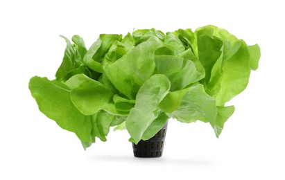 Photo of Fresh green butter lettuce head isolated on white