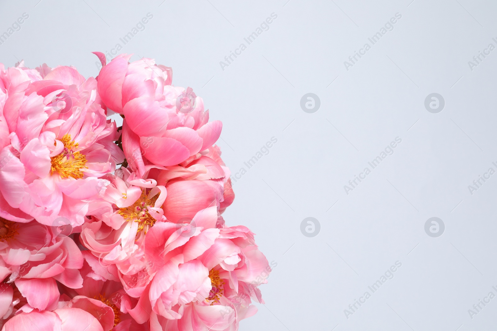 Photo of Beautiful pink peonies against white background, top view. Space for text
