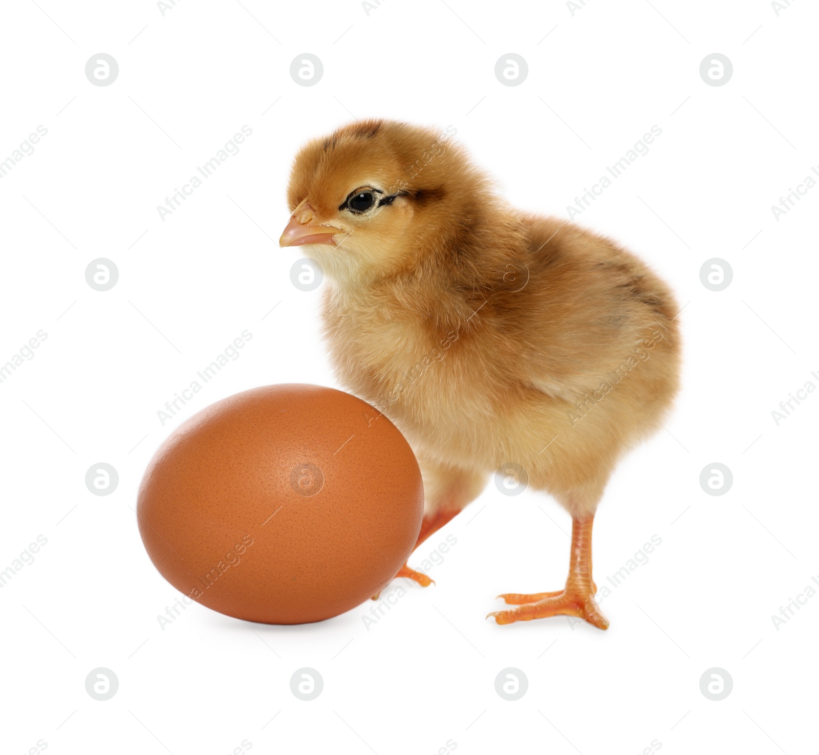 Photo of Cute chick and egg on white background. Baby animal