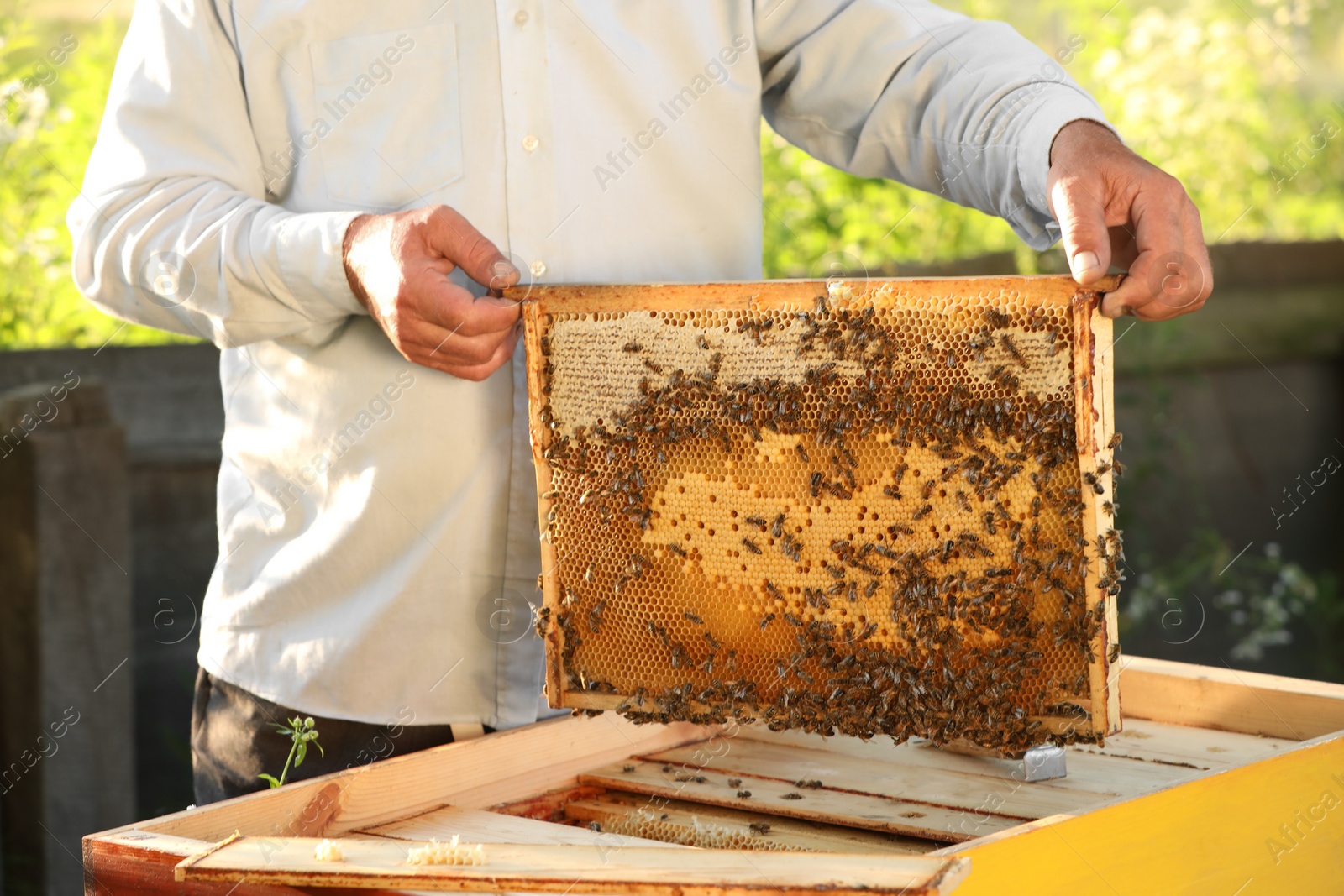 Photo of Beekeeper taking frame from hive at apiary, closeup