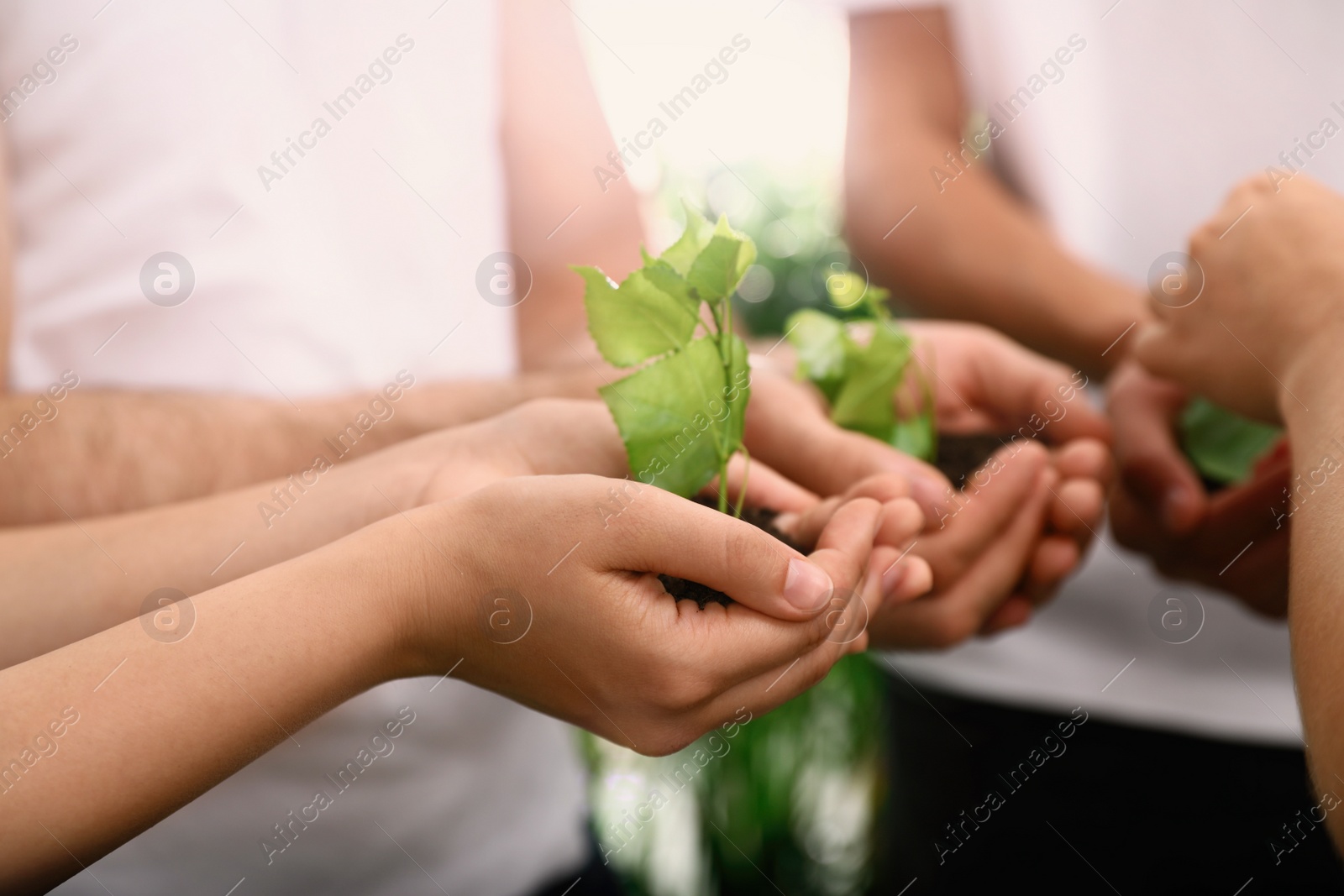 Photo of Group of volunteers holding soil with sprouts in hands outdoors, closeup