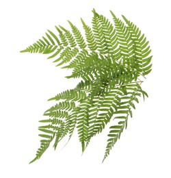 Photo of Beautiful tropical fern leaves on white background