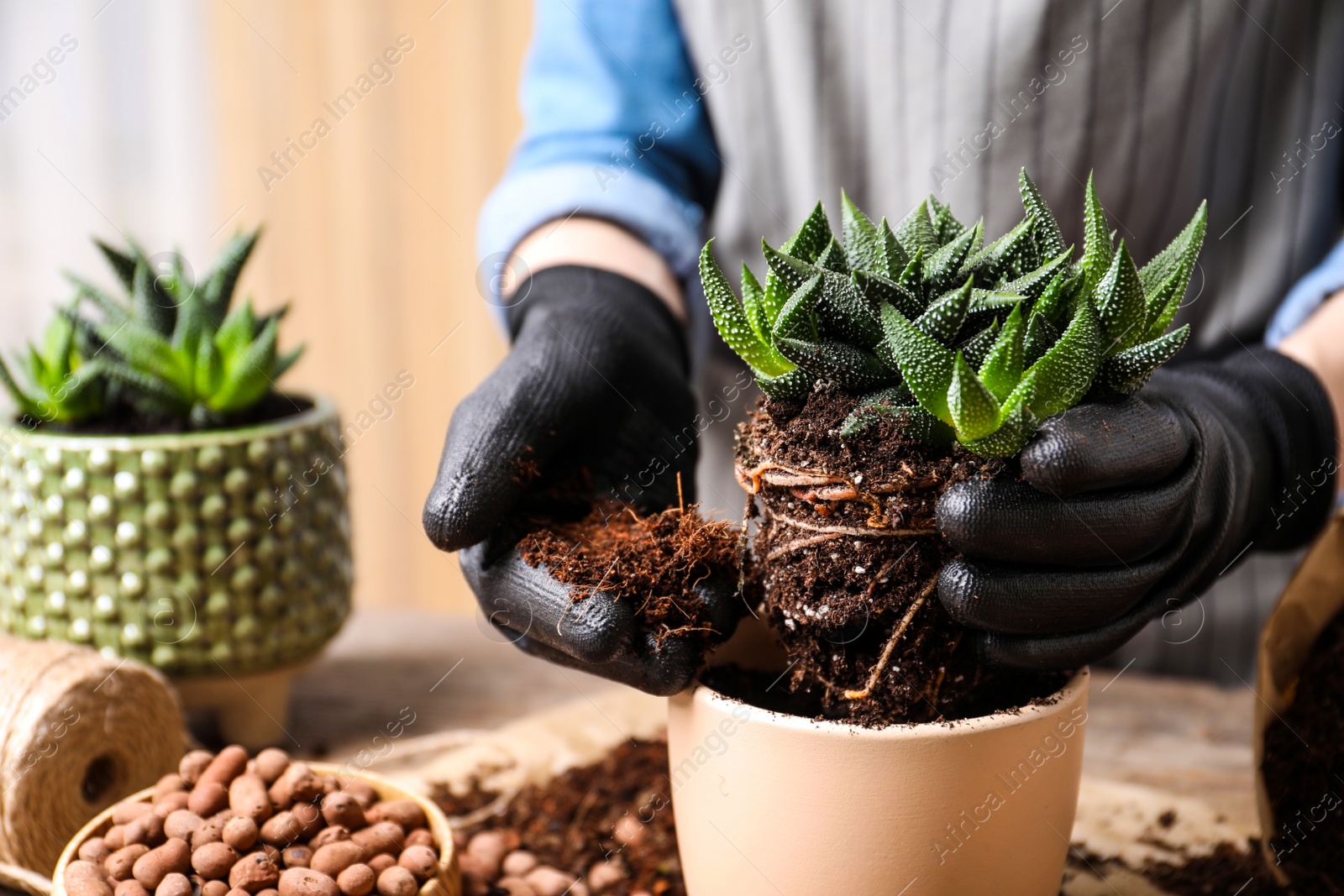 Photo of Woman transplanting Haworthia into pot at table indoors, closeup. House plant care