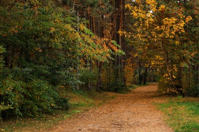 Photo of Pathway between many beautiful trees in autumn park