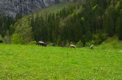 Beautiful view of sheep grazing on green meadow in high mountains